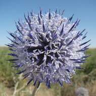 Image of Echinops albicaulis Kar. & Kir.