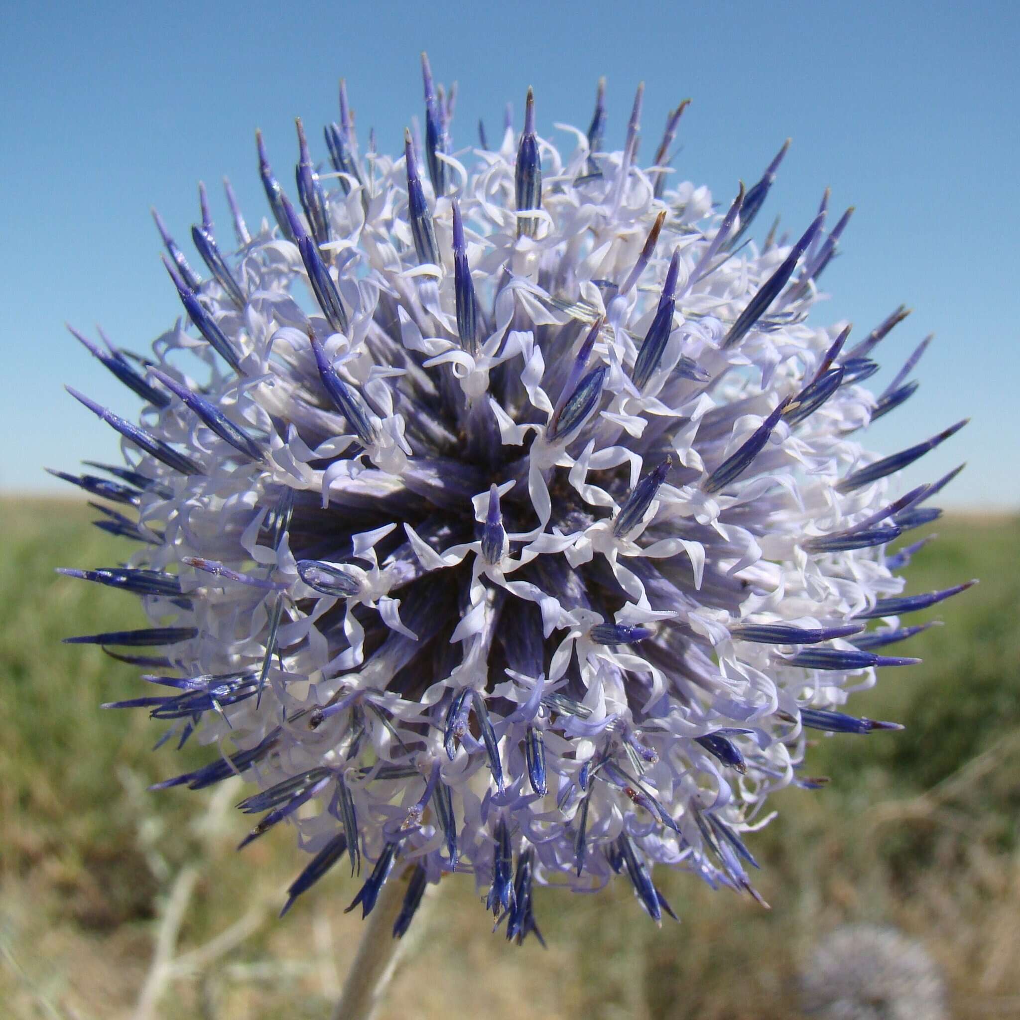 Image of Echinops albicaulis Kar. & Kir.