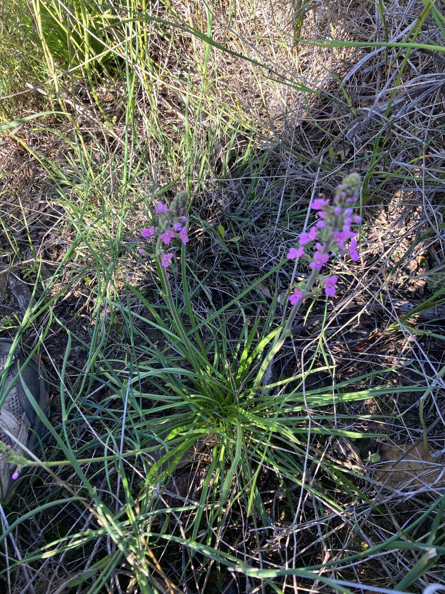 Image de Stylidium elongatum Benth.