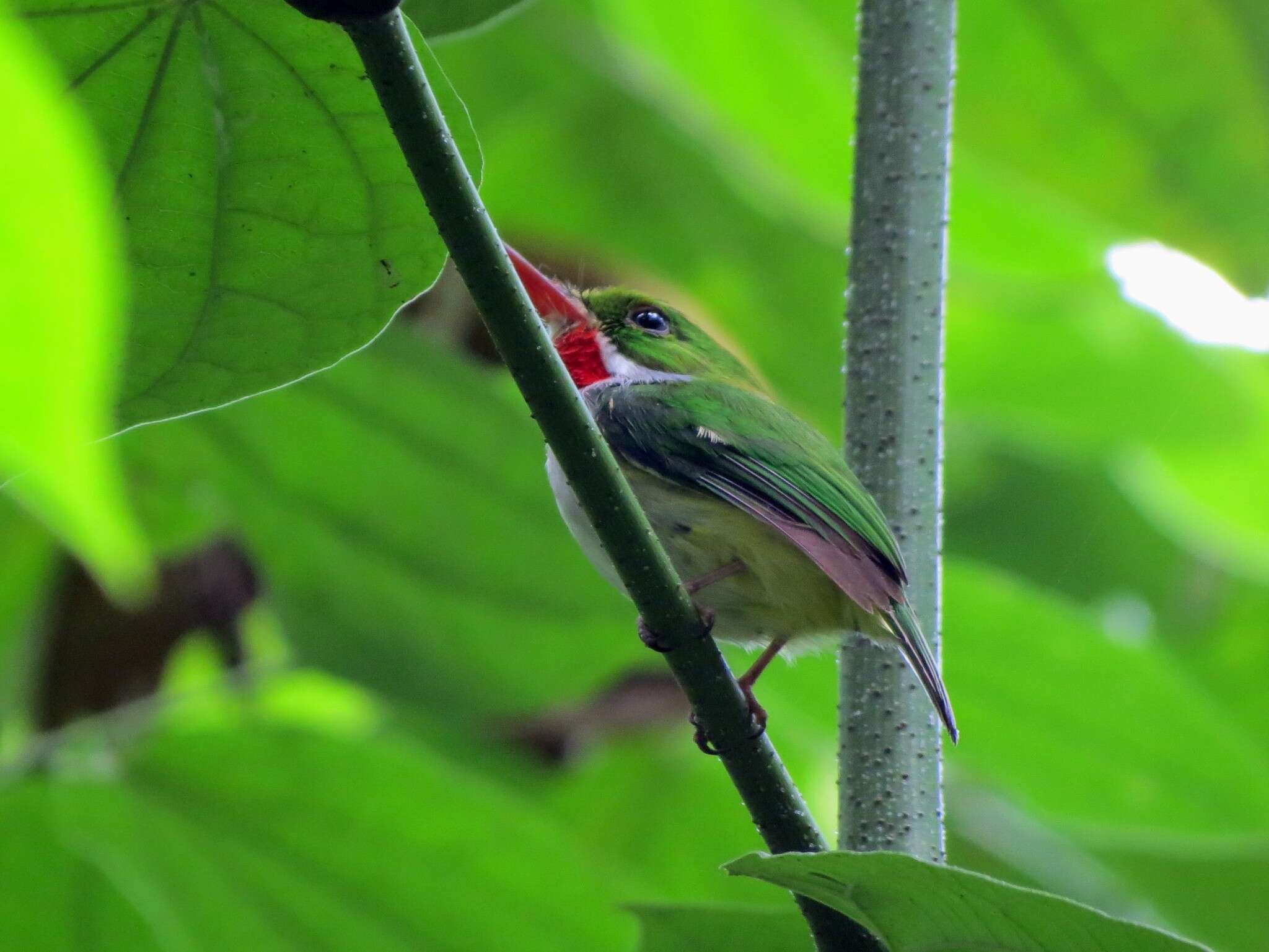 Image of Puerto Rican Tody