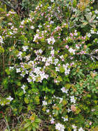 Image of Boronia citriodora subsp. citriodora