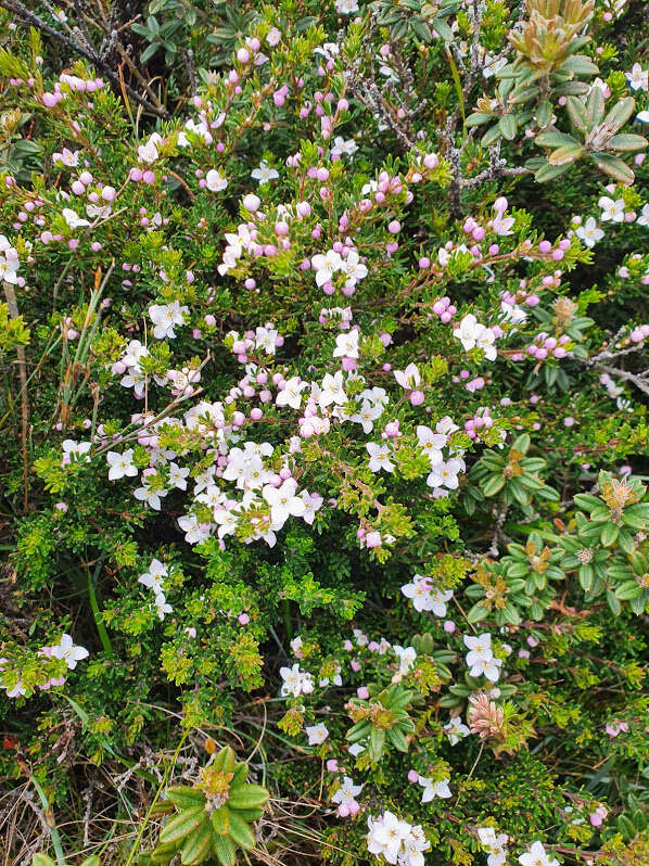 Image of Boronia citriodora subsp. citriodora