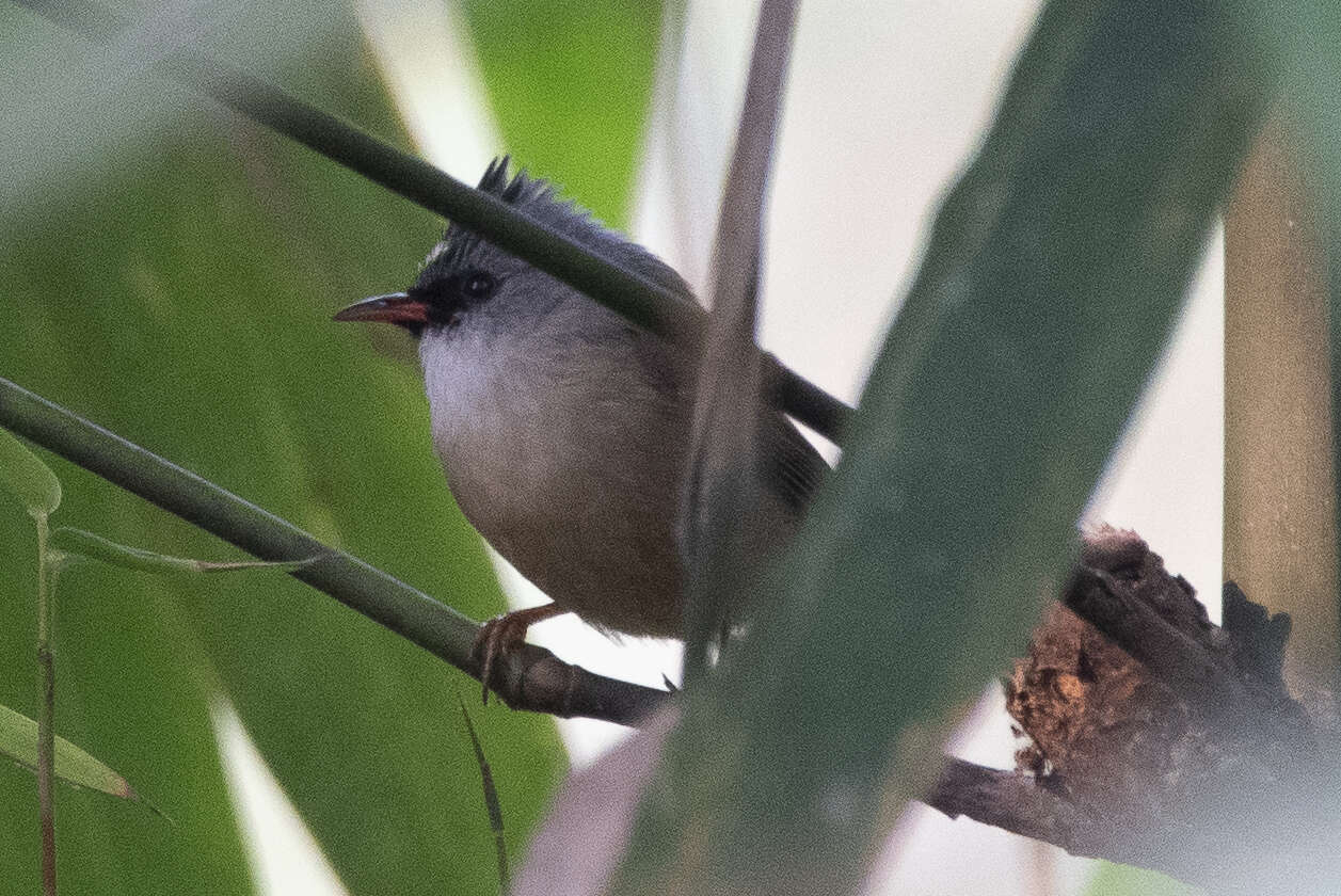 Image of Black-chinned Yuhina