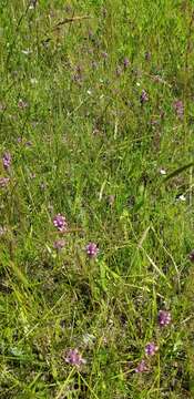 Image of rosy owl's-clover