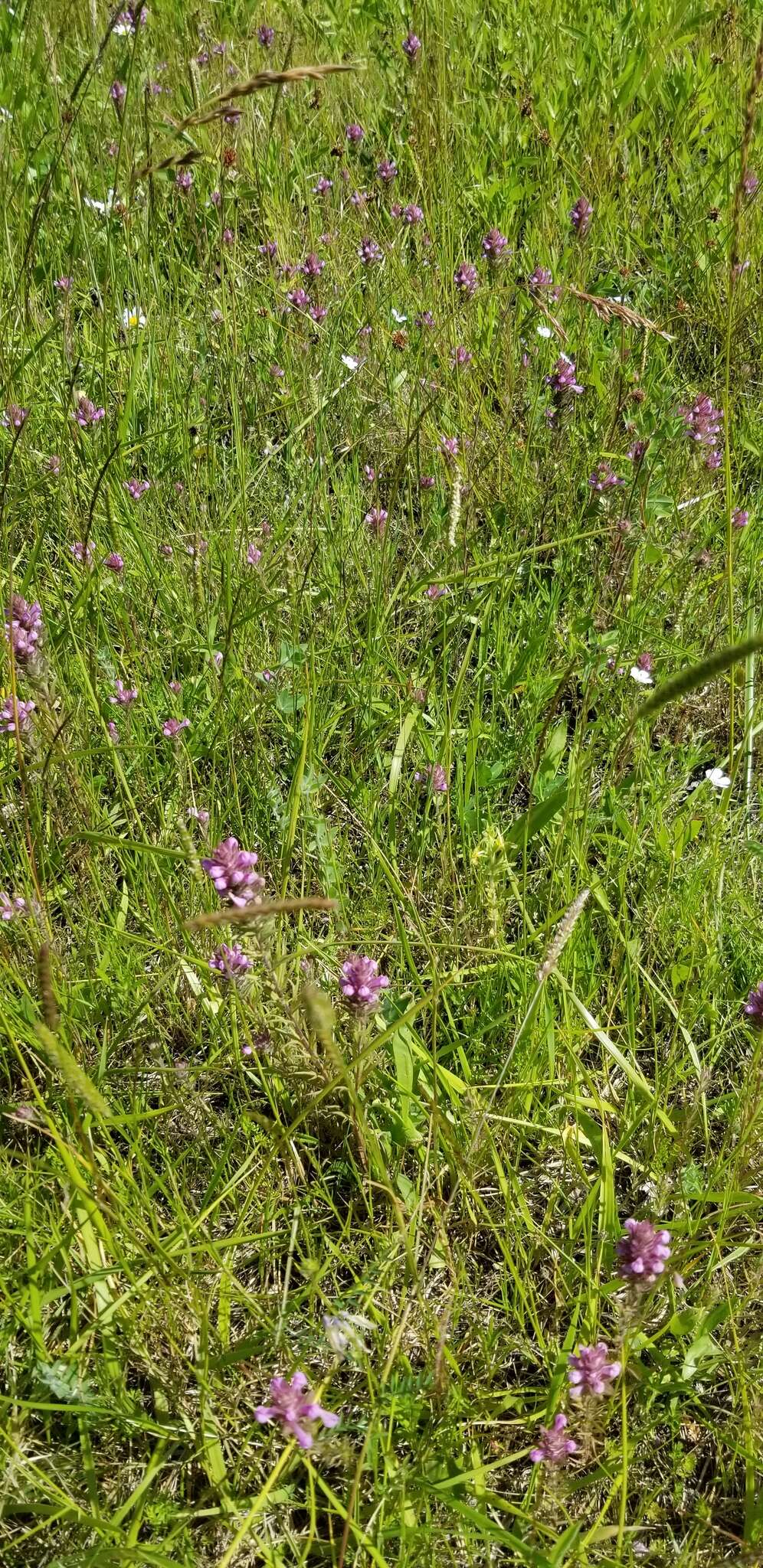 Image of rosy owl's-clover