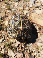 Image of Western Tent Tortoise