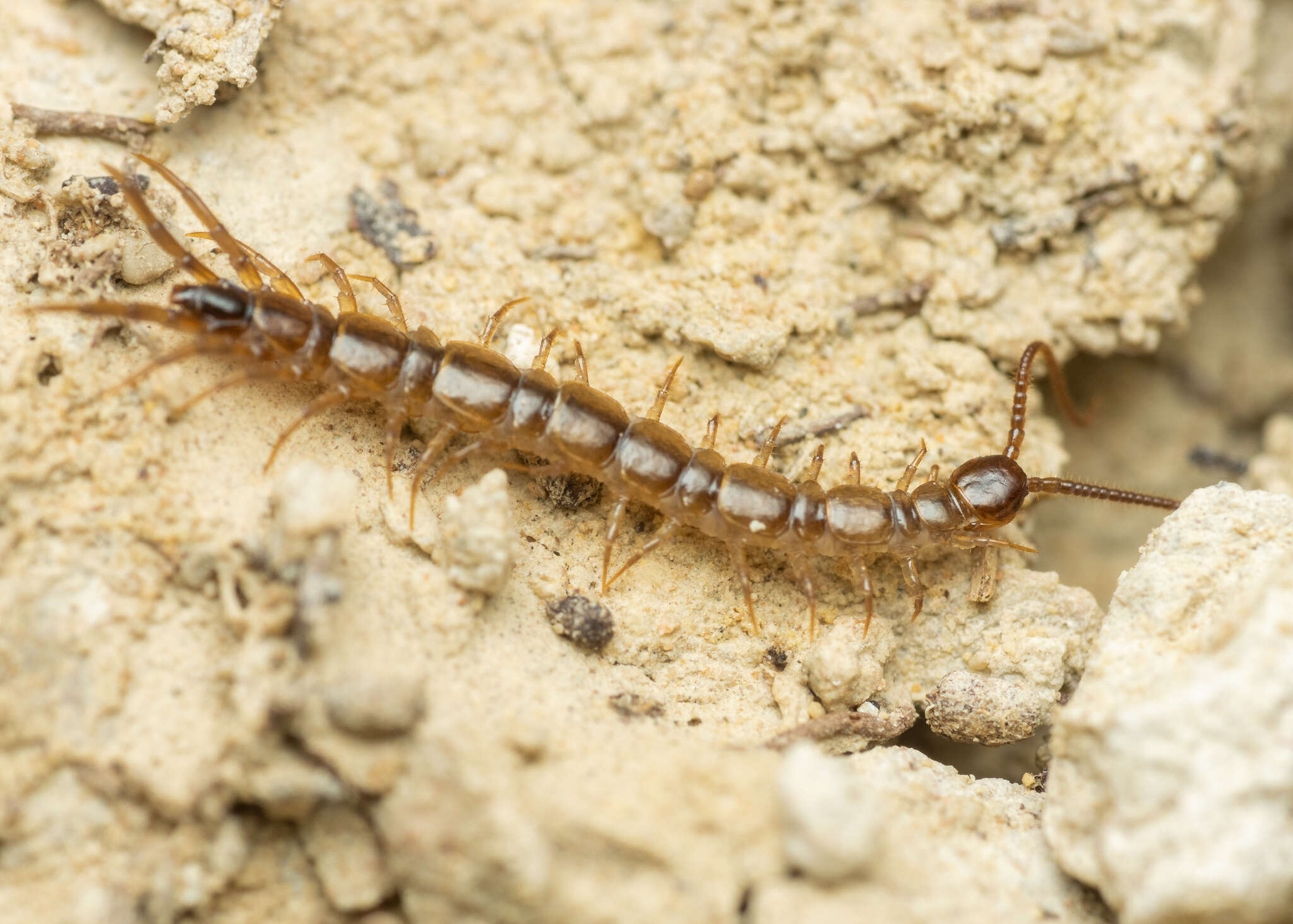 Image de Lithobius calcaratus C. L. Koch 1844