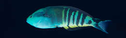 Image of Torpedo wrasse