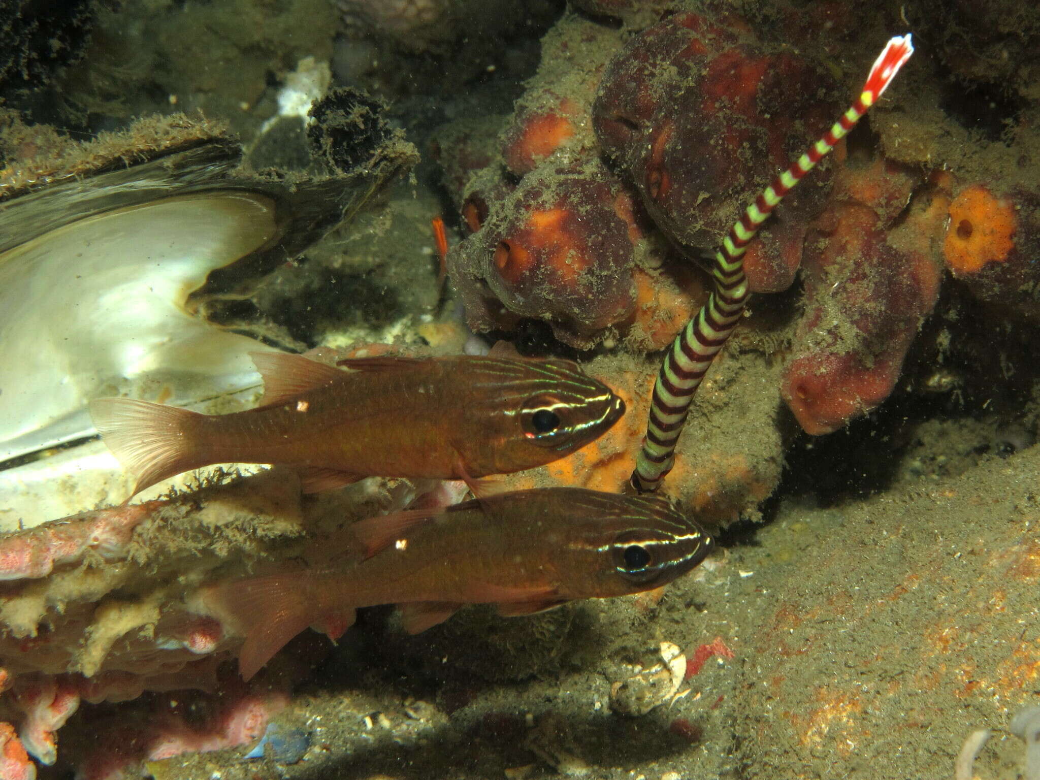 Image of Moluccan cardinalfish