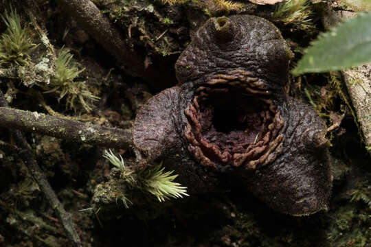 Image of Asarum ampulliflorum C. T. Lu & J. C. Wang