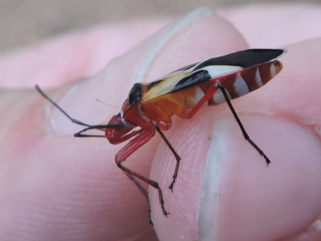 Image of Pale Red Bug