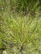 Image de Eriocaulon australe R. Br.