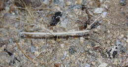 Image of Western Short-horn Walkingstick