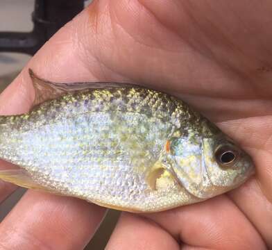 Image of Redear Sunfish