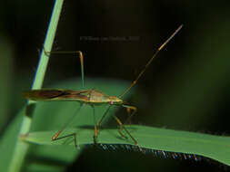 Image of Stenocoris (Stenocoris) apicalis (Westwood 1842)