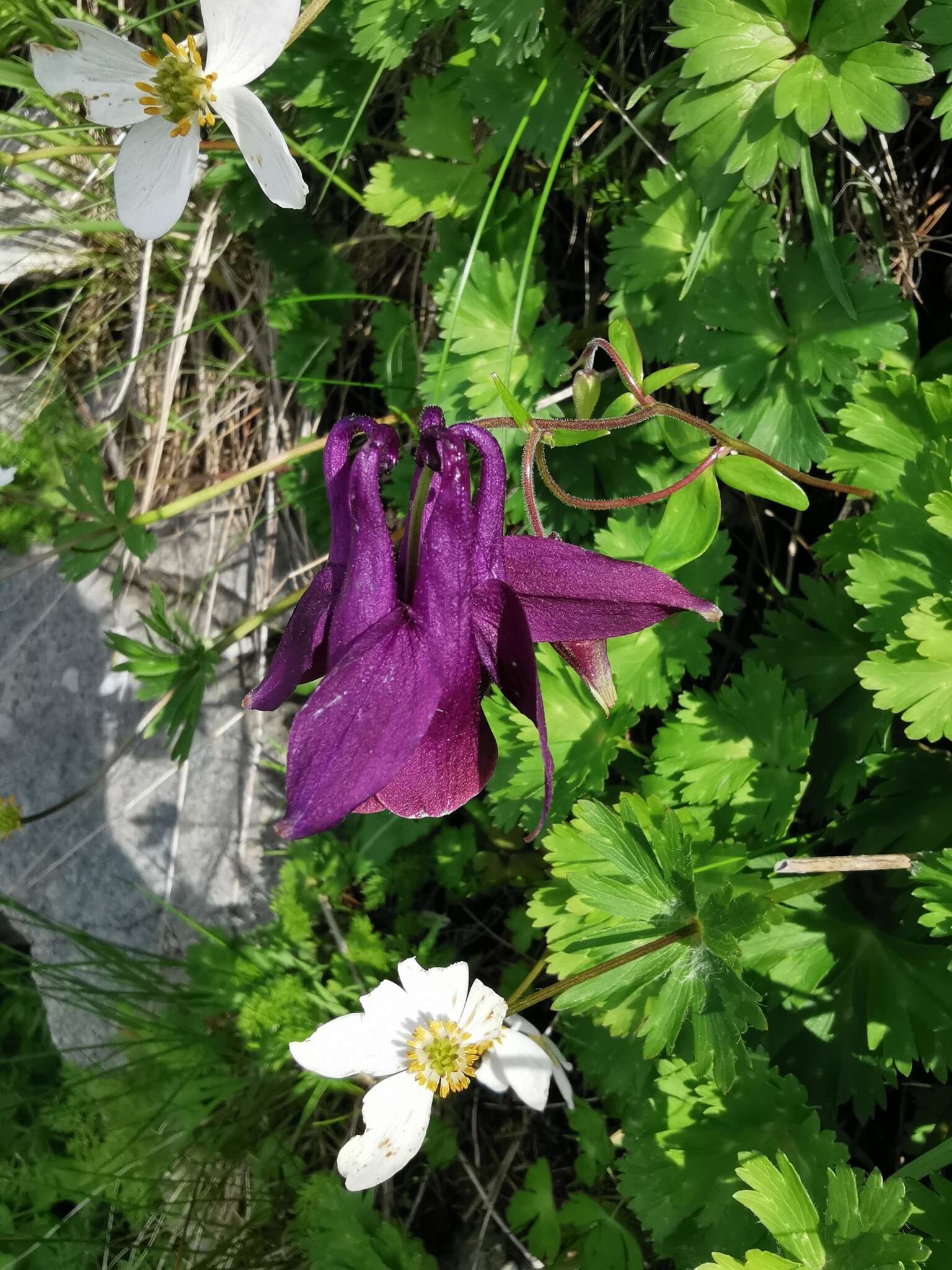 Image of Aquilegia yabeana Kitag.