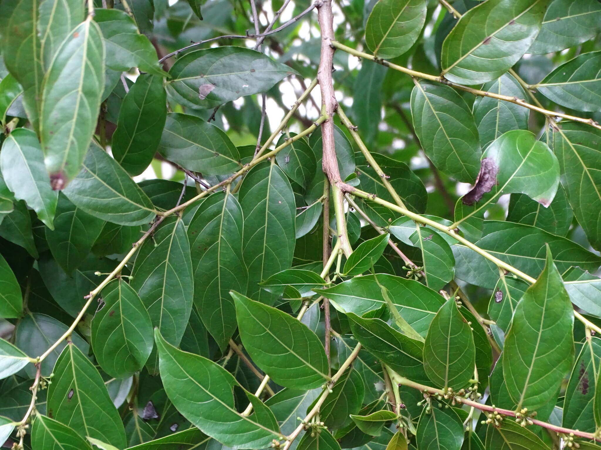 Слика од Glochidion lanceolatum Hayata