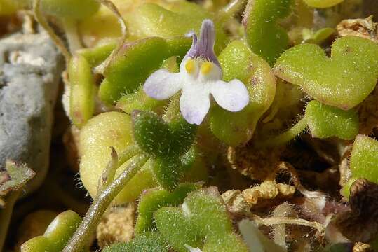 Image of Cymbalaria microcalyx subsp. microcalyx