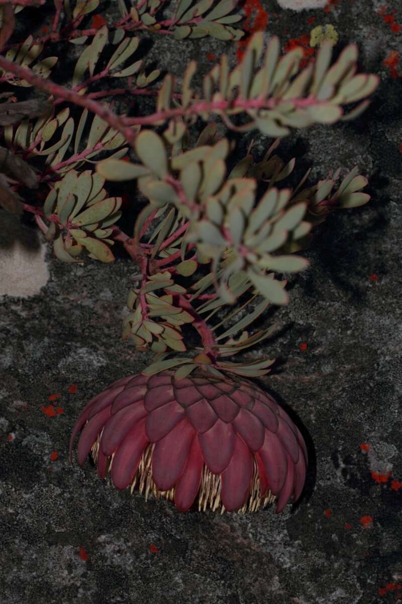 Image de Protea sulphurea Phillips