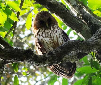 Image of Bouvier's Fishing Owl