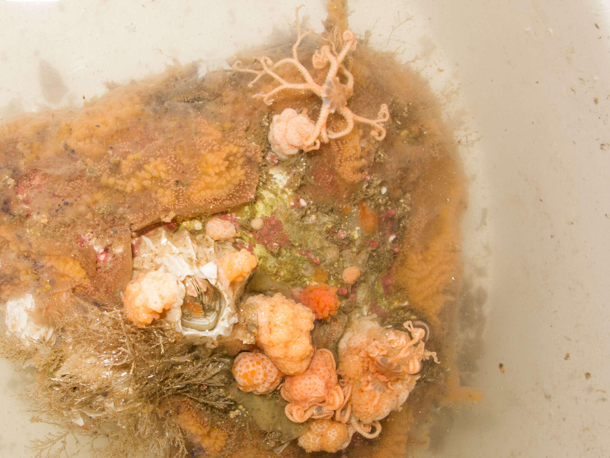 Image of northern basket star