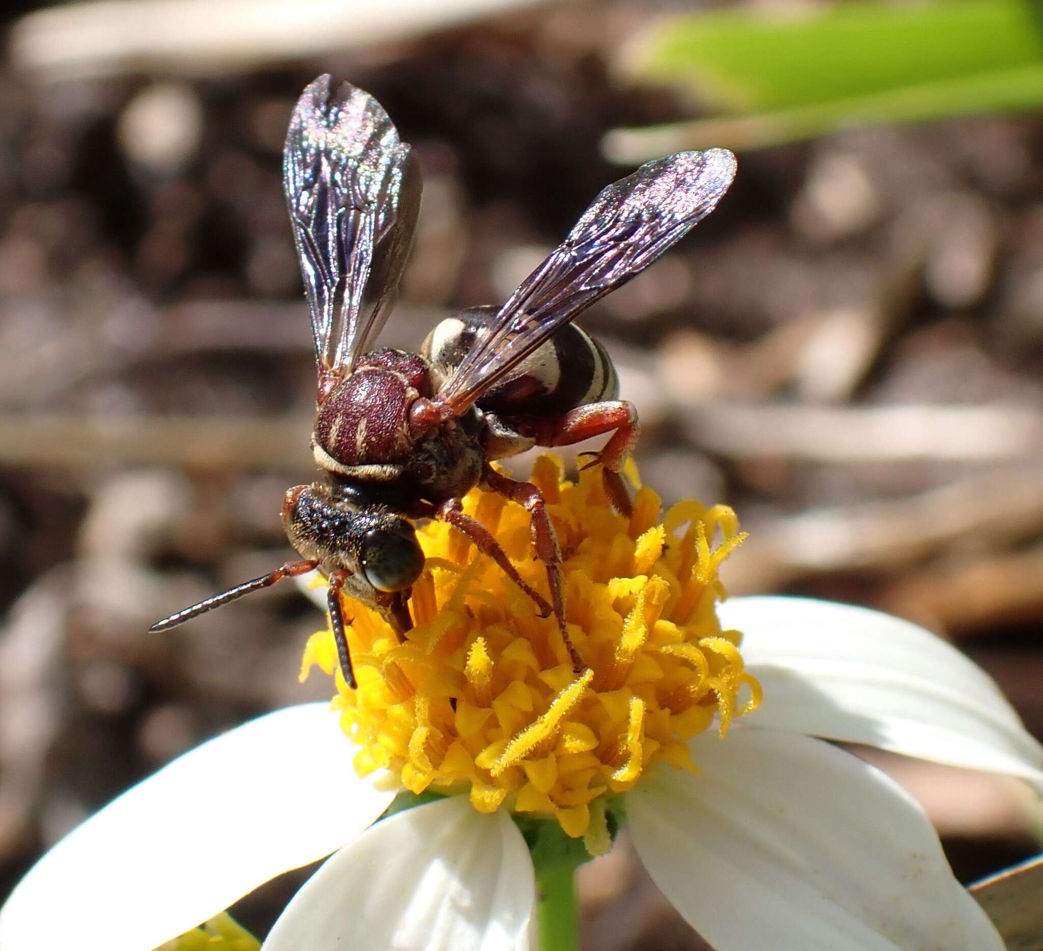 Imagem de Triepeolus rufithorax Graenicher 1928