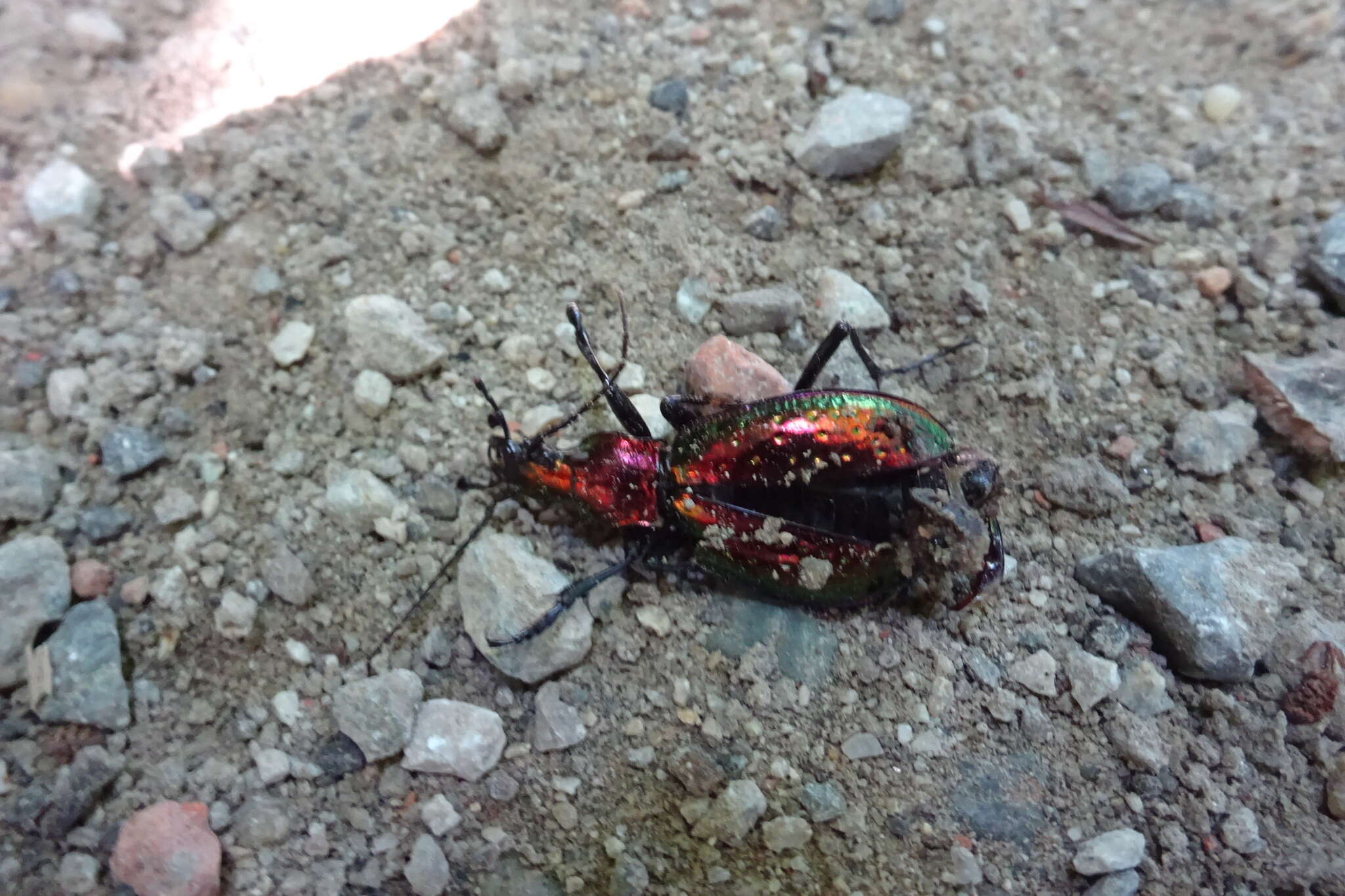 Image of Carabus (Chrysocarabus) rutilans Dejean 1826