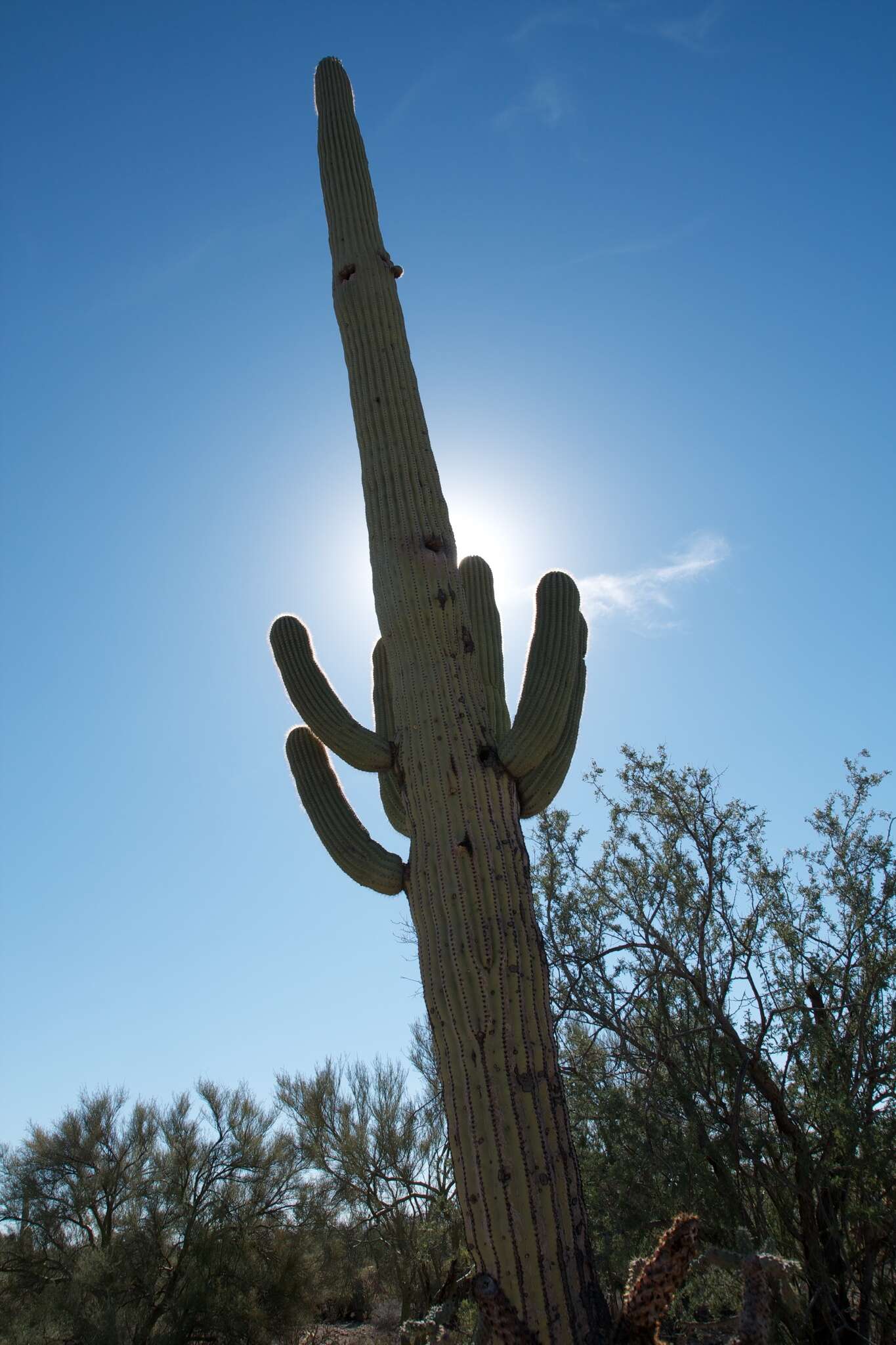 Image of saguaro