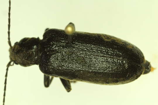 Image of Ditylus quadricollis (Le Conte 1851)