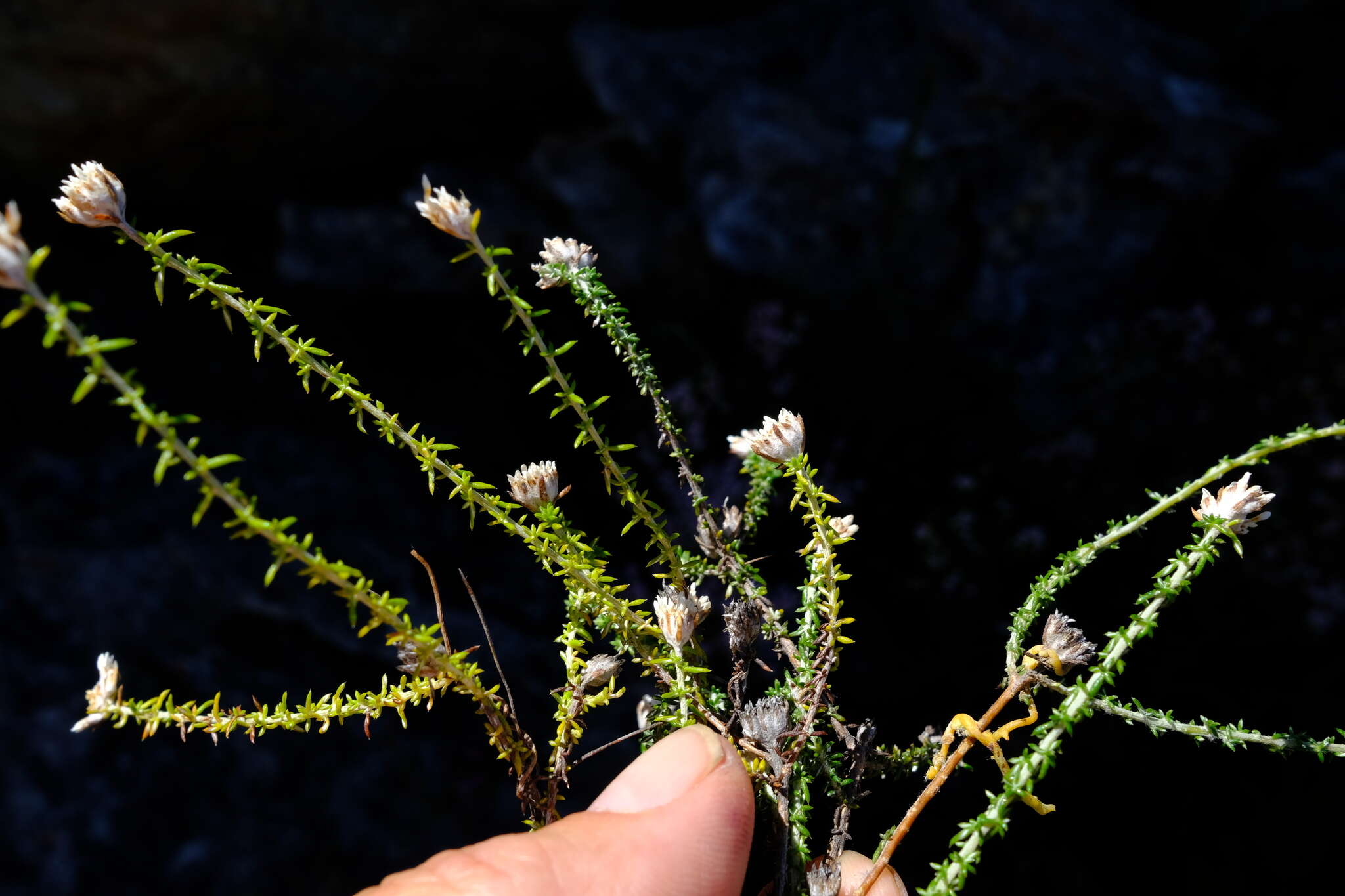 Image of Metalasia rogersii S. Moore