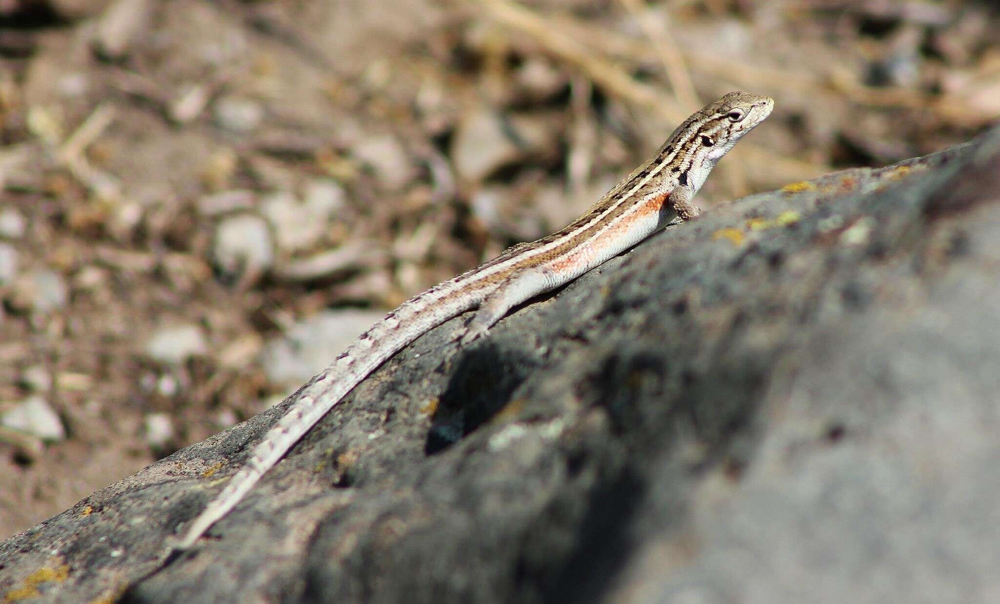 صورة Liolaemus lemniscatus Gravenhorst 1838