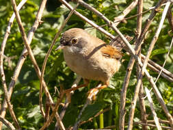 Image de Curruca conspicillata orbitalis (Wahlberg 1854)