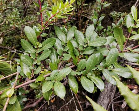 Image of Azara integrifolia Ruiz & Pav.