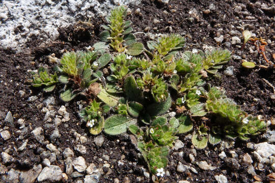 Image of Myosotis antarctica var. traillii Kirk