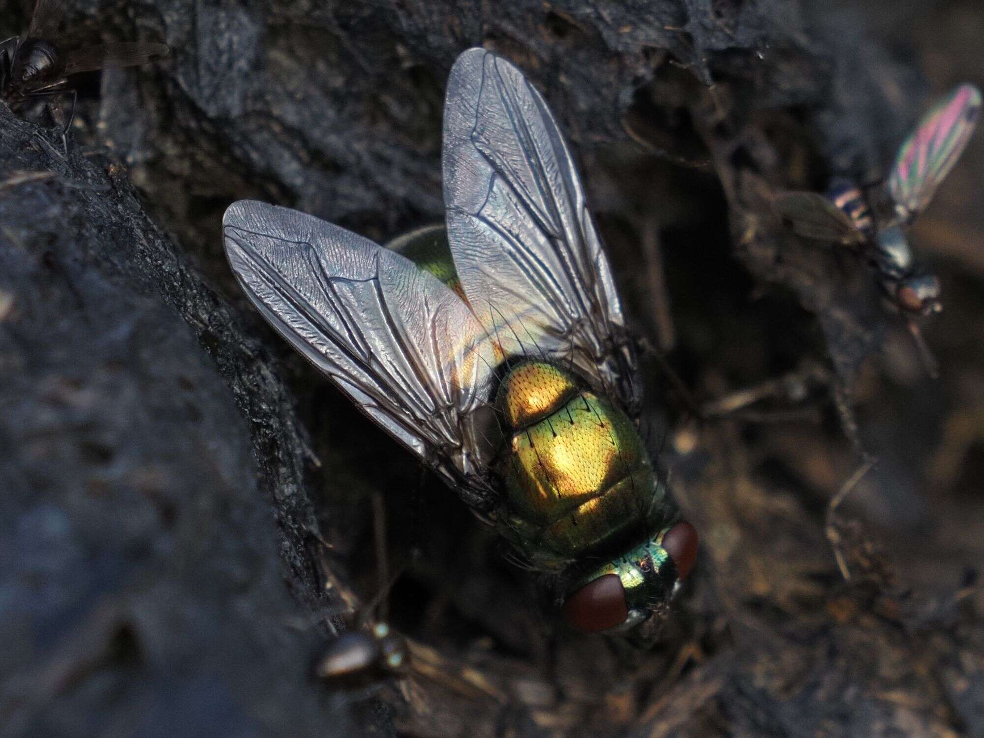 Image of Neomyia viridescens (Robineau-Desvoidy 1830)