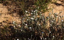 Image of Metalasia capitata (Lam.) Less.