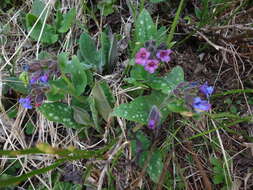 Sivun Pulmonaria stiriaca A. Kerner kuva