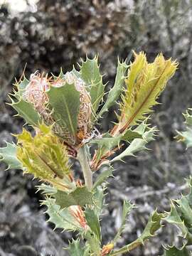 Image of Banksia obovata A. R. Mast & K. R. Thiele