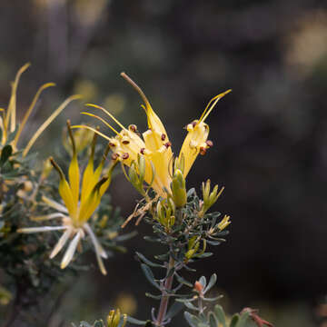 Image of Lambertia inermis R. Br.