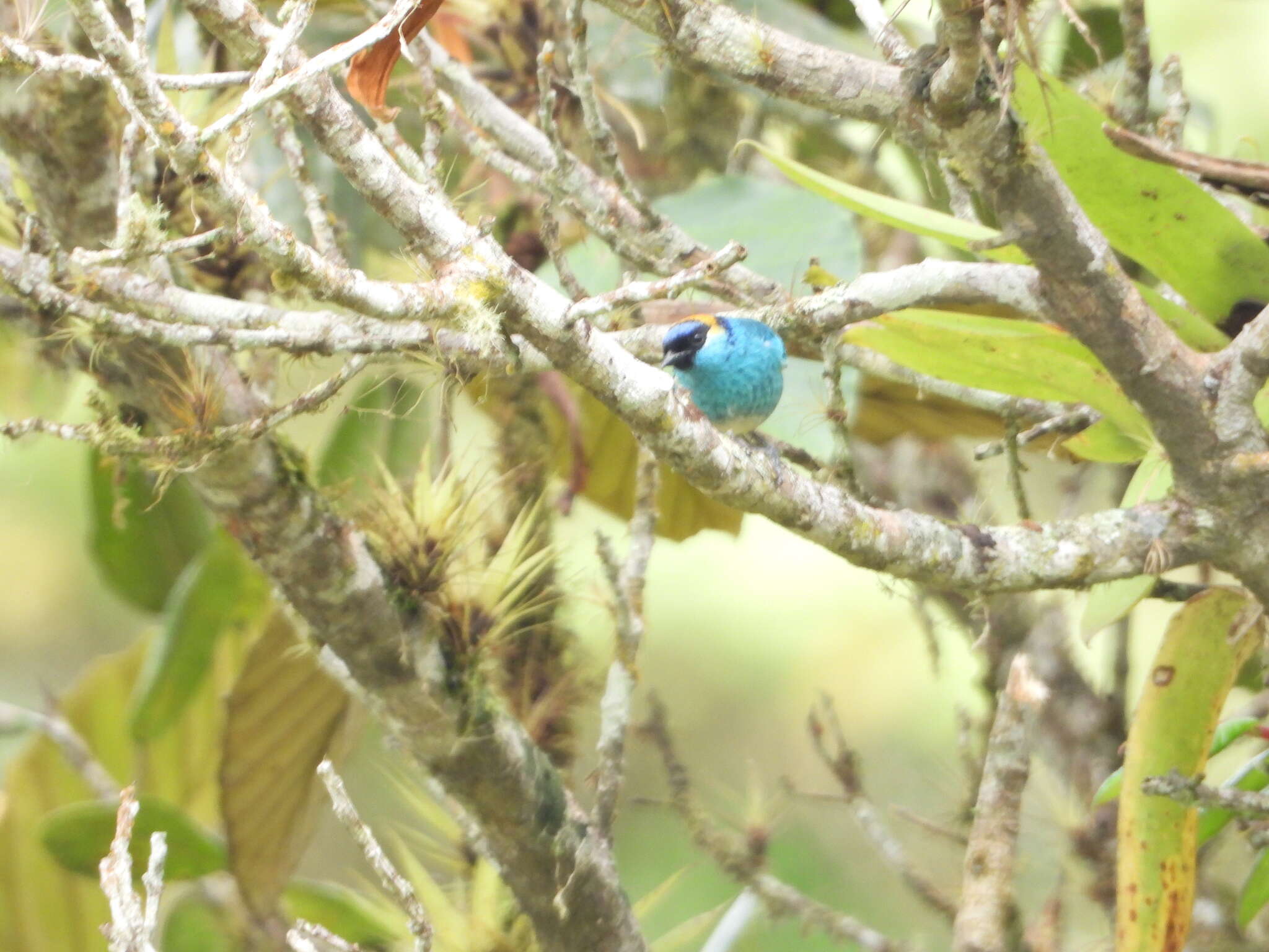 Image of Golden-naped Tanager