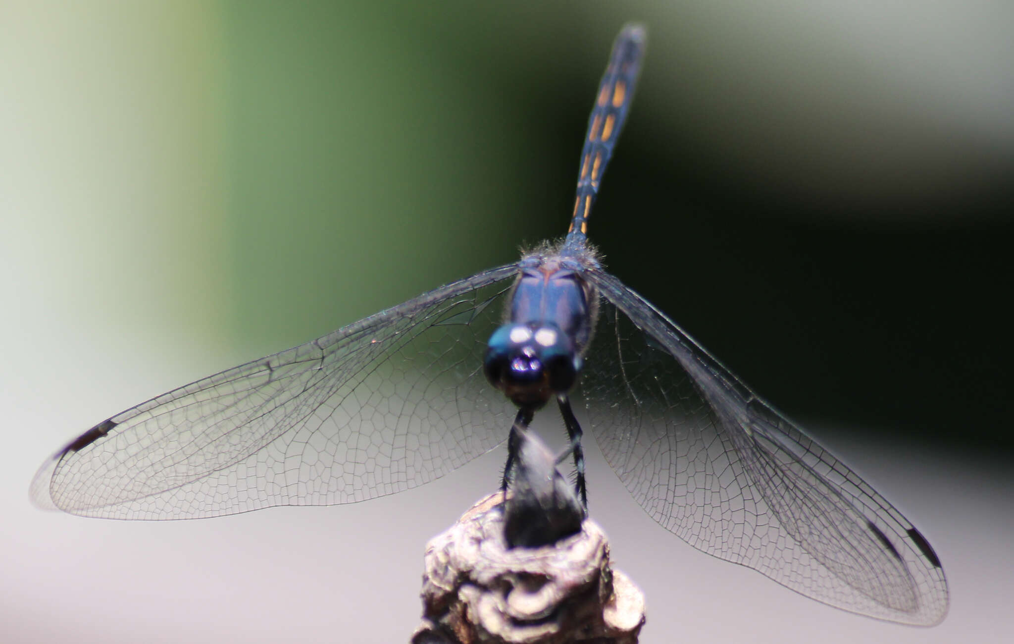 Слика од Trithemis aconita Lieftinck 1969