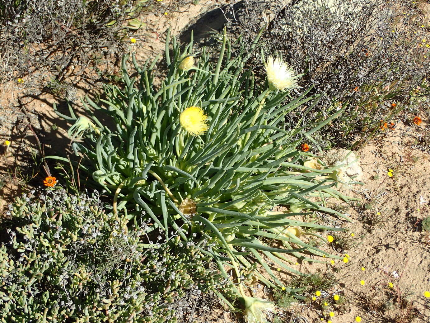 Imagem de Conicosia pugioniformis subsp. alborosea (L. Bol.) Ihlenfeldt & Gerbaulet