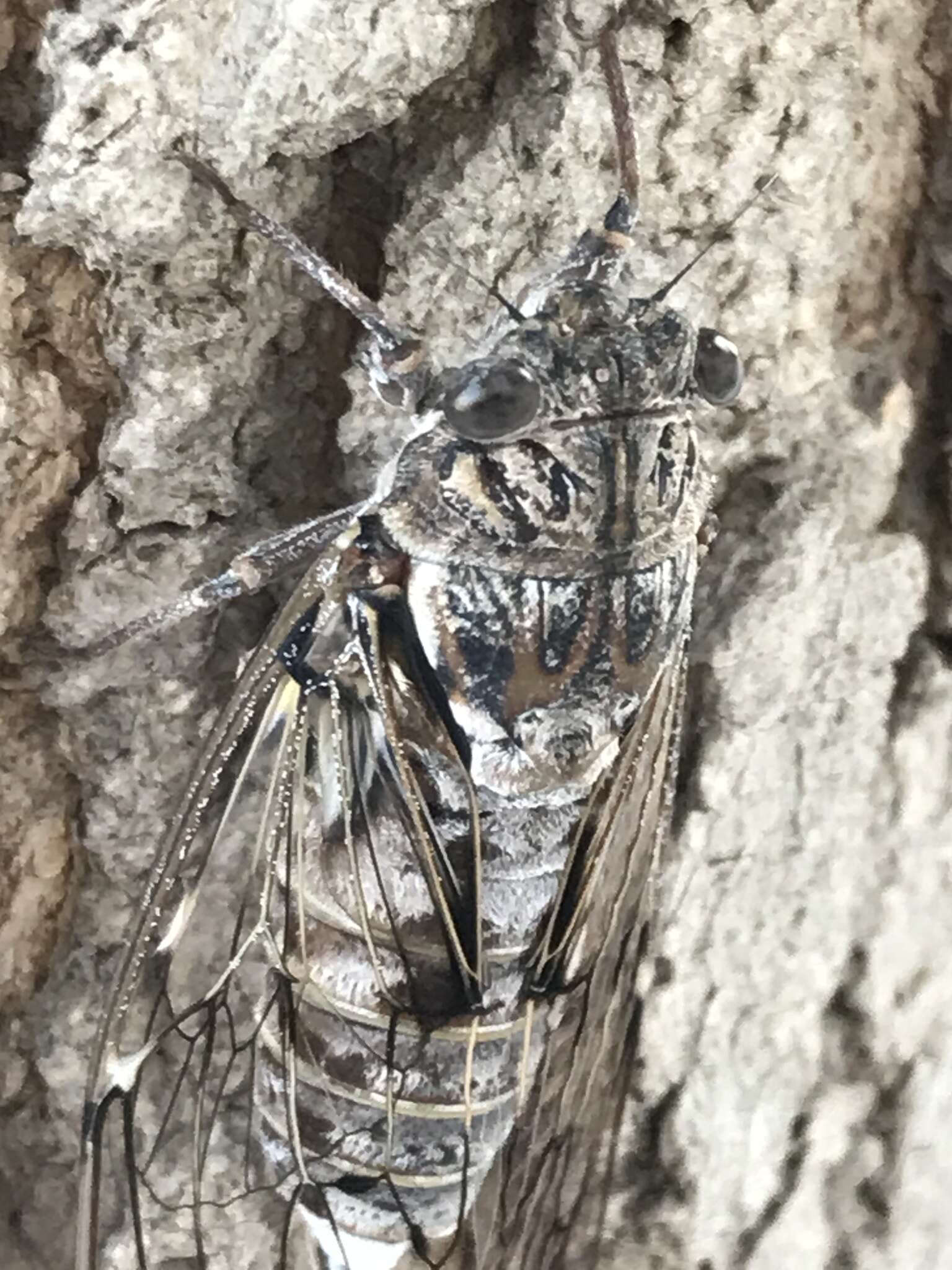 Image of Cicada mordoganensis Boulard 1979