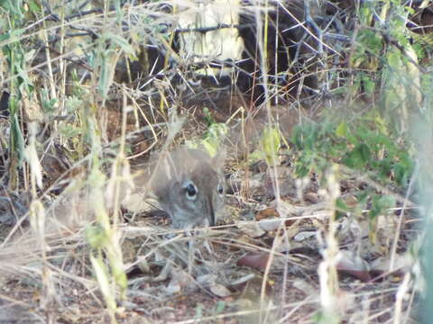 Image of Four-toed Elephant Shrew