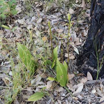 Image of Slipper orchid