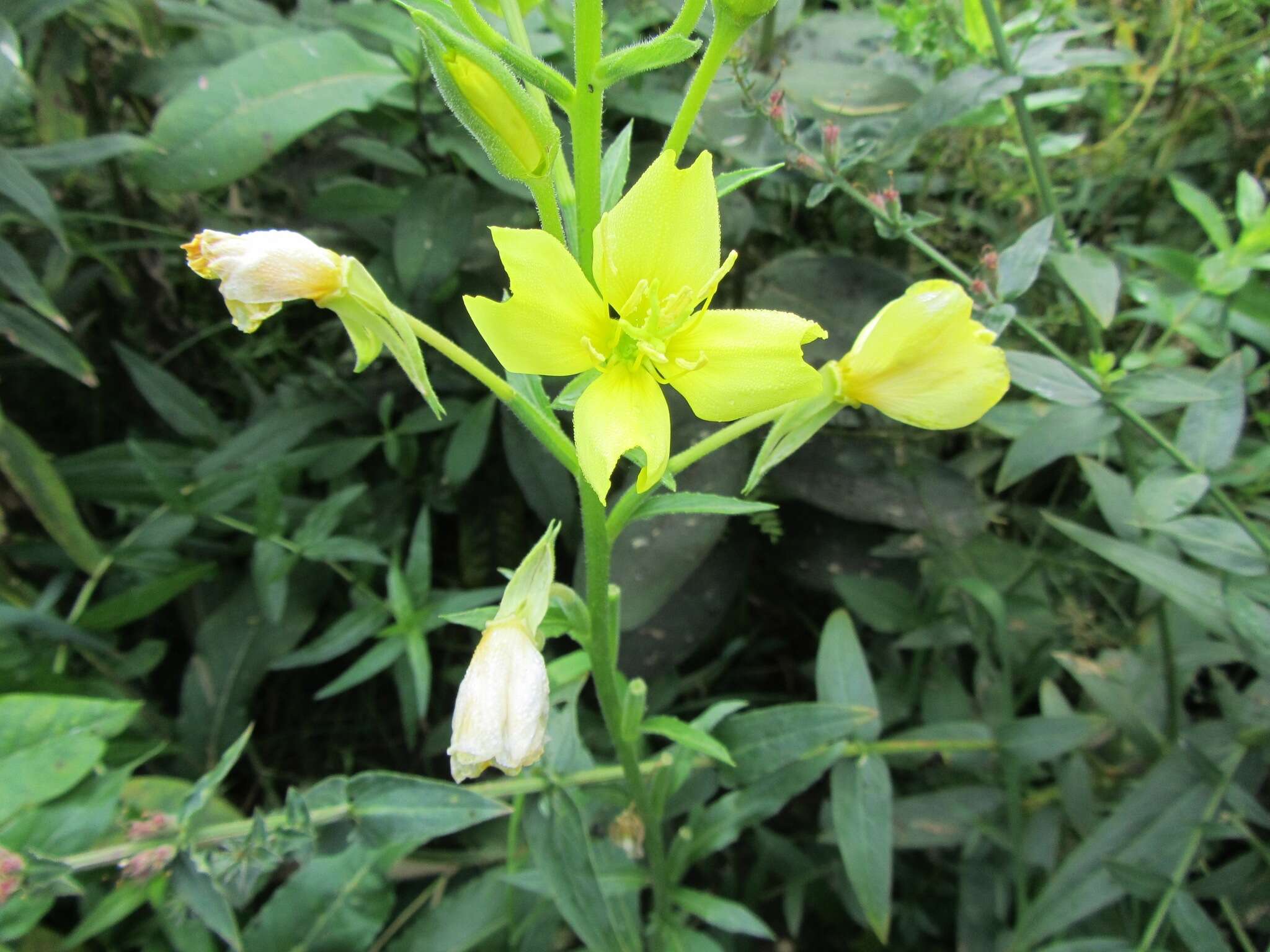 Image of Evening primrose