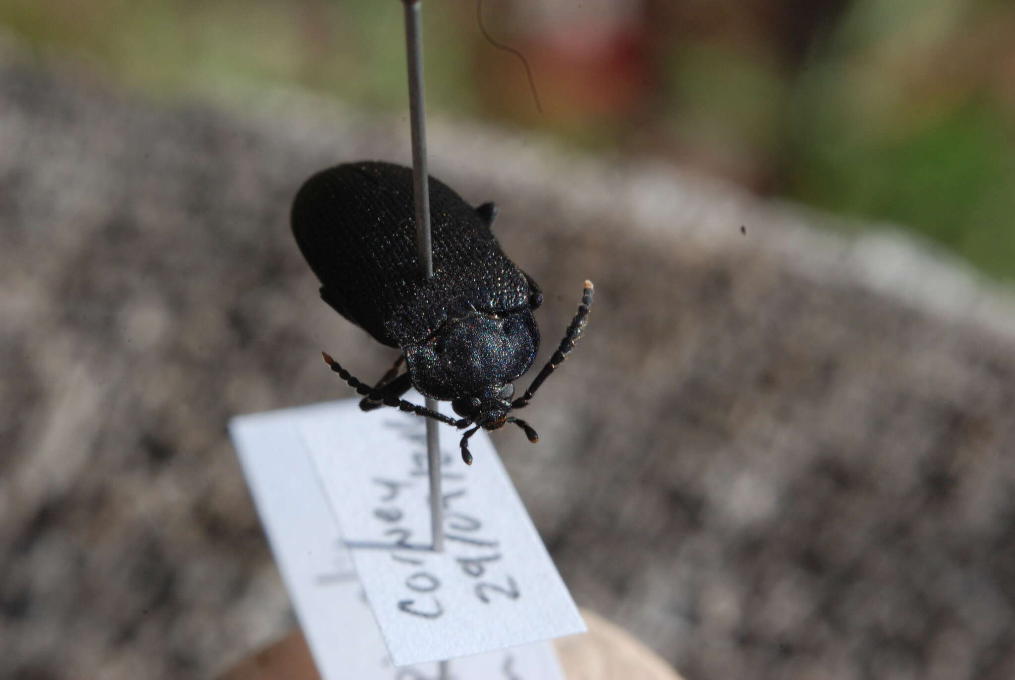 Image of Velvety Bark Beetle