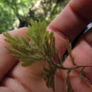 Image of Hymenophyllum aeruginosum (Poir.) Carm.