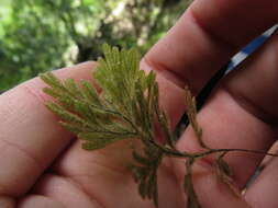 Image of Hymenophyllum aeruginosum (Poir.) Carm.