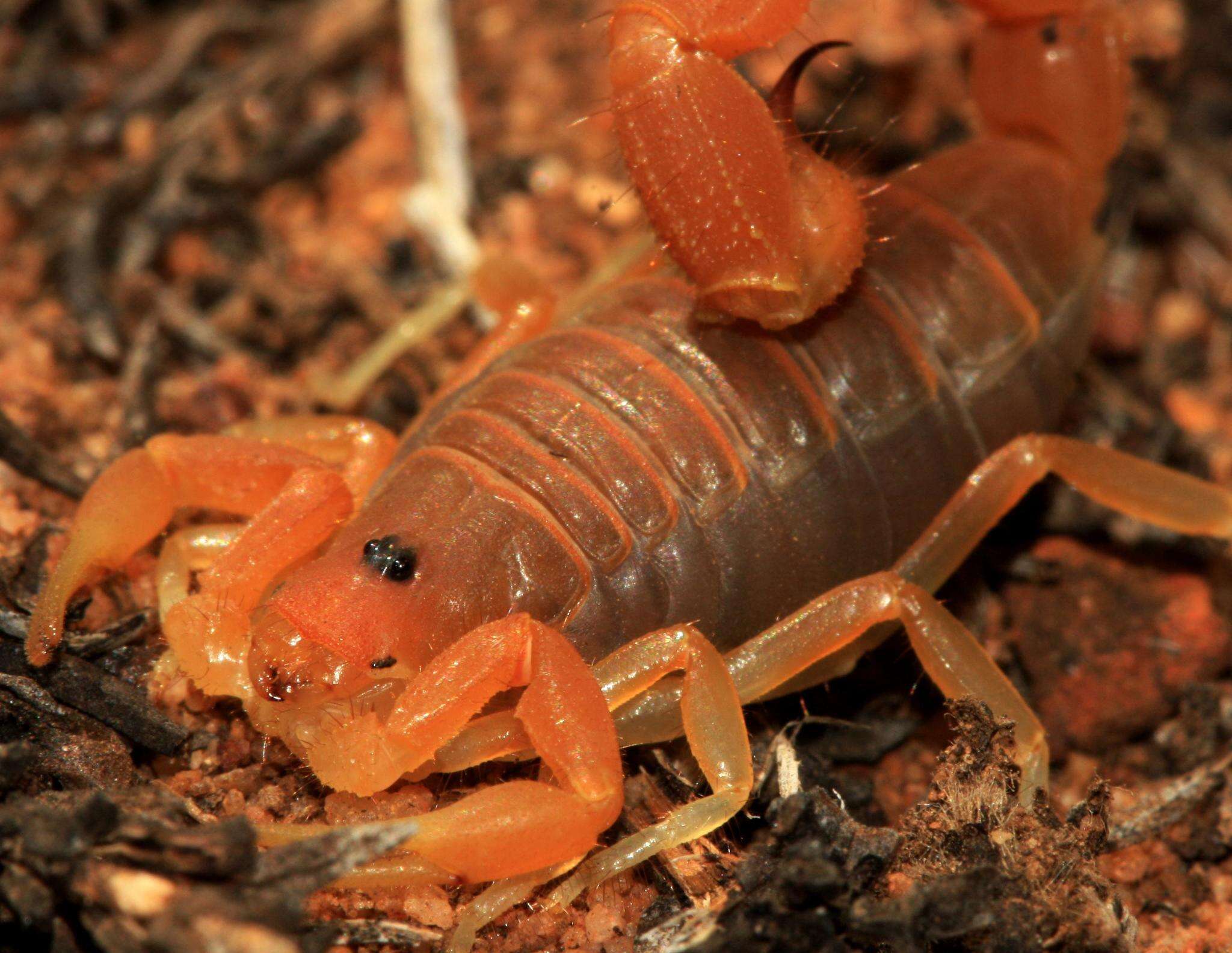 Sivun Parabuthus capensis (Ehrenberg 1831) kuva